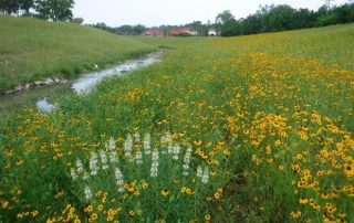 Halls Bayou Watershed