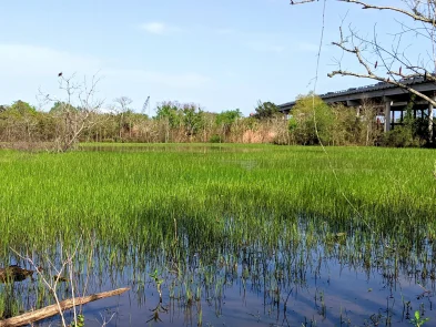 Cedar Bayou