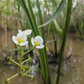 SH 99 Cedar Bayou